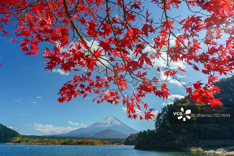 秋季树木掩映下的富士山与精进湖美景图片素材