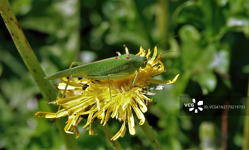 昆虫在植物上的特写图片素材