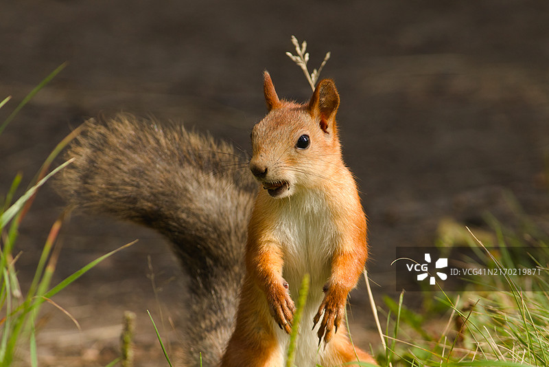 灰色松鼠特写图片素材