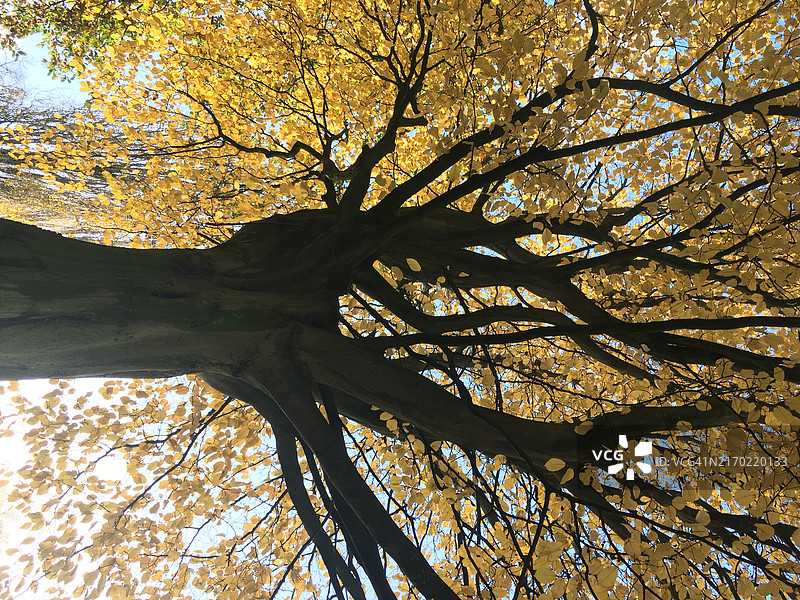 英国莱斯特的树木剪影图片素材