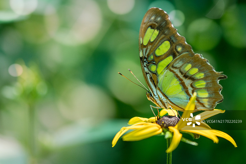 密歇根州本顿港花朵上的蝴蝶授粉特写图片素材