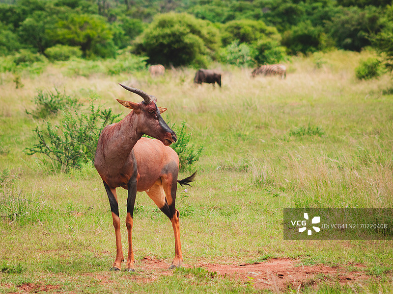 站在田野上的马侧视图图片素材