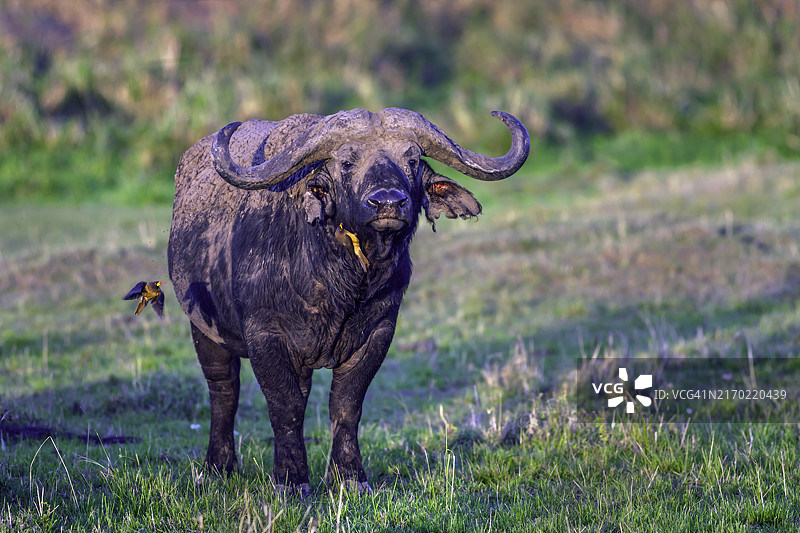 马赛马拉非洲水牛上的红嘴牛椋鸟图片素材