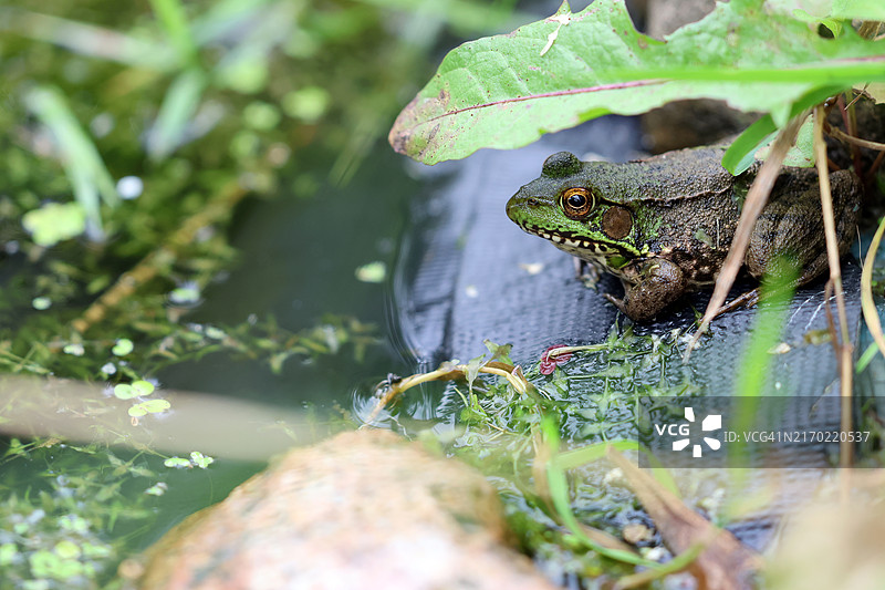 沼泽中的青蛙特写，加拿大安大略省渥太华图片素材