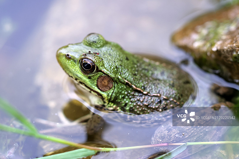 加拿大安大略省渥太华水中的牛蛙特写图片素材