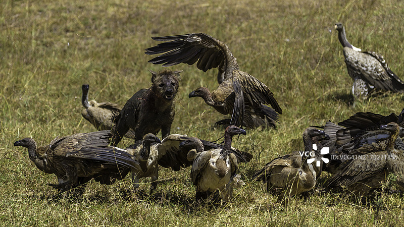 马赛马拉，斑鬣狗与秃鹫争食猎物图片素材