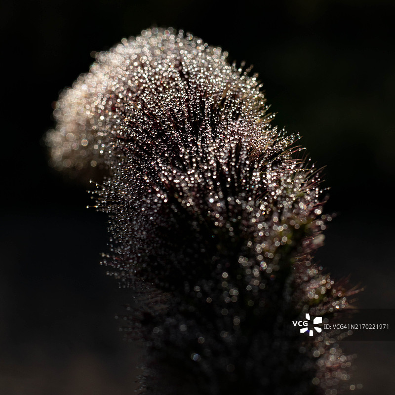 法国的开花植物特写图片素材