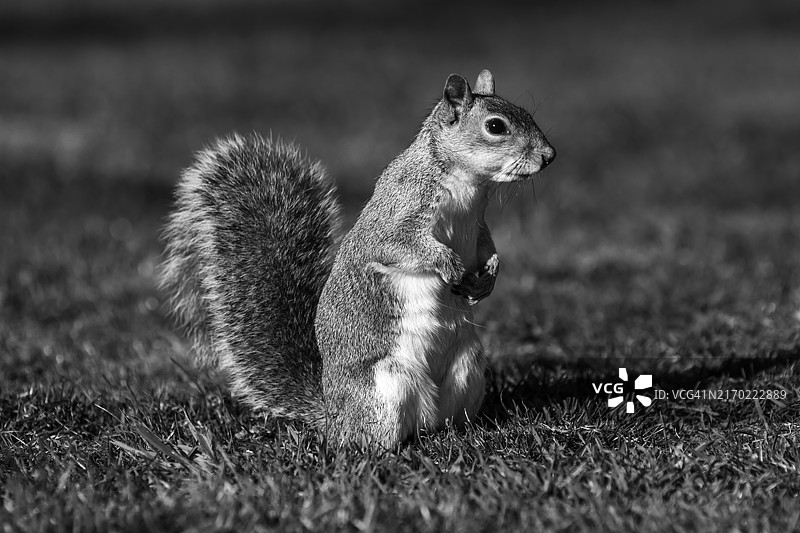 伦敦汉斯洛公园里的灰松鼠图片素材