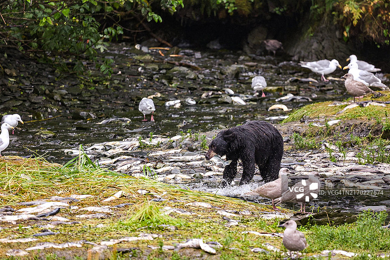 阿拉斯加瓦尔迪兹吃鲑鱼的熊图片素材