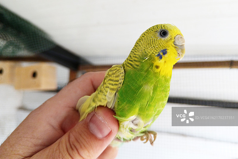 手上的鹦鹉图片素材