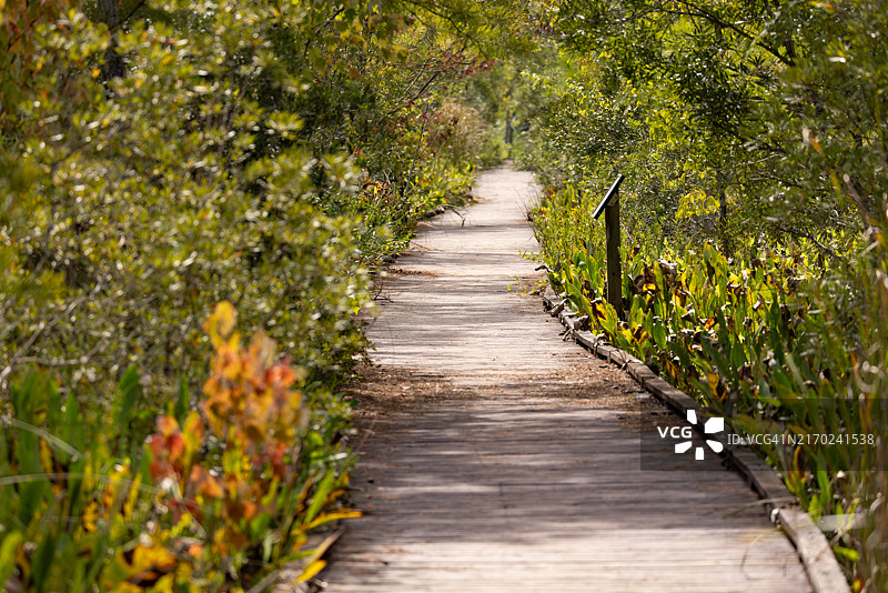 北卡罗来纳州鳄鱼河国家野生动物保护区的木板路图片素材