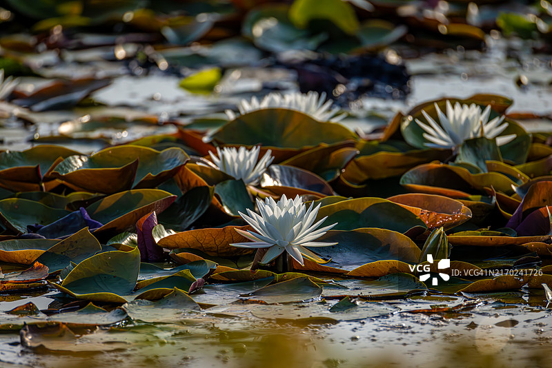 南非平静湿地中的白色睡莲图片素材
