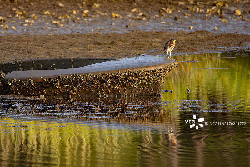 栖息在北卡罗来纳州鳄鱼河国家野生动物保护区沼泽中风化物体上的绿鹭图片素材