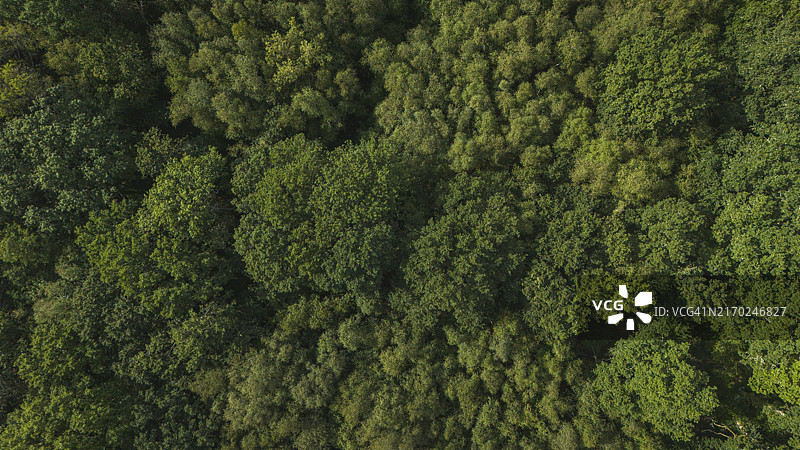 森林树冠航拍图片素材