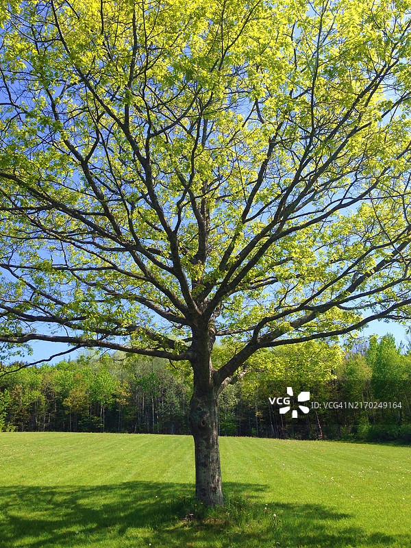 草地上的树图片素材