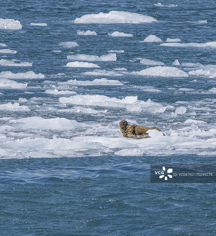 冰上的港海豹 - 基奈峡湾国家公园图片素材