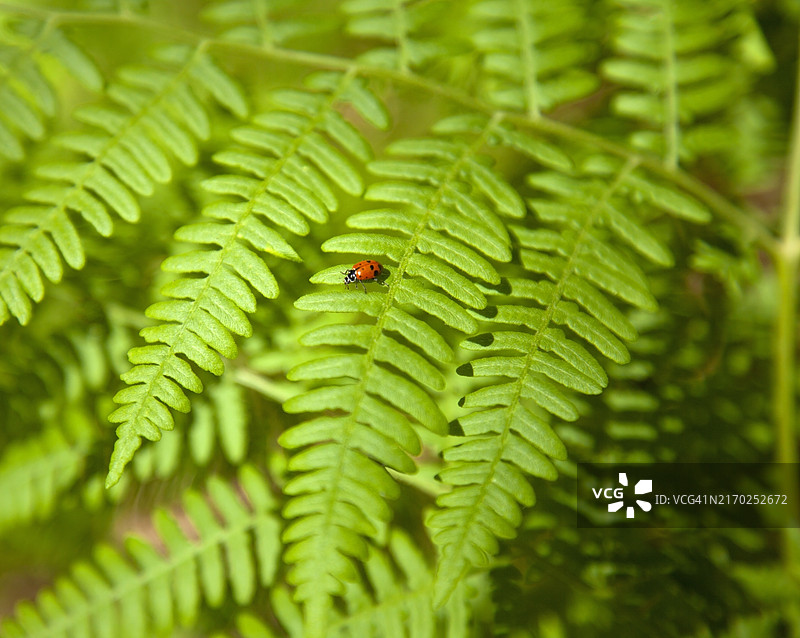 带有瓢虫的蕨叶特写图片素材