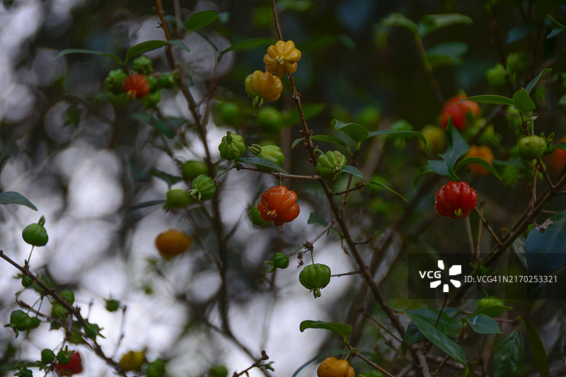 巴西红果图片素材