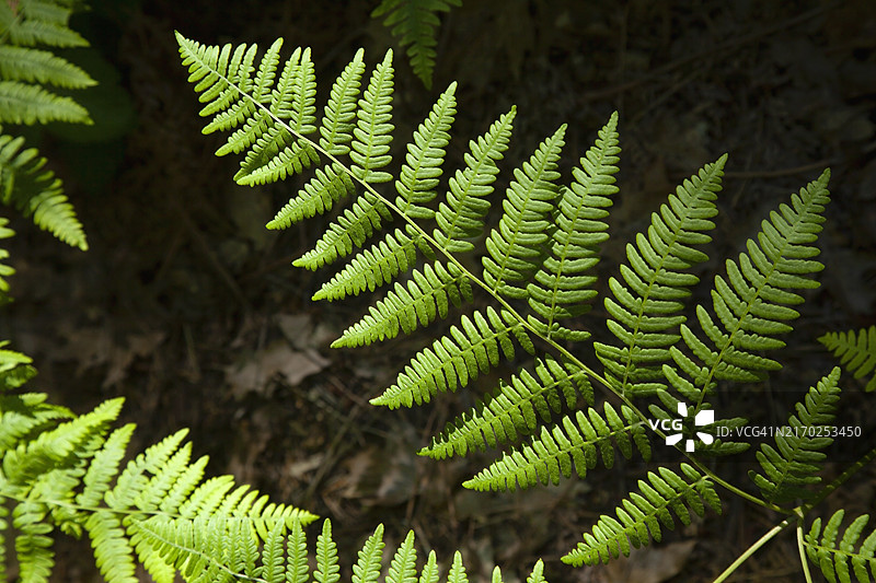 前景和背景中，单片蕨类植物叶子的特写图片素材
