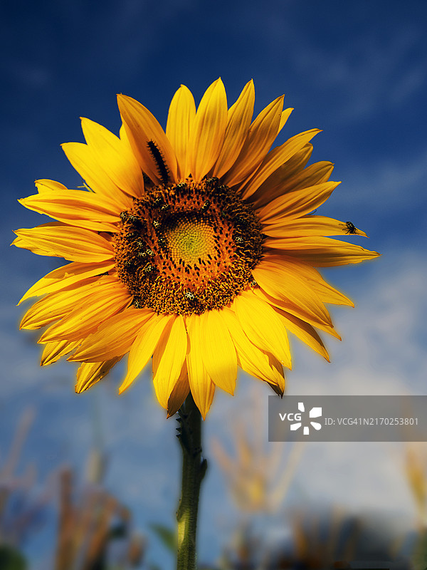 巴西帕拉纳州隆德里纳市的向日葵花图片素材