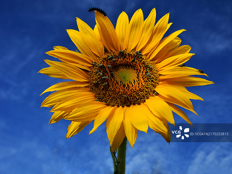 巴西帕拉纳州隆德里纳市的向日葵花图片素材