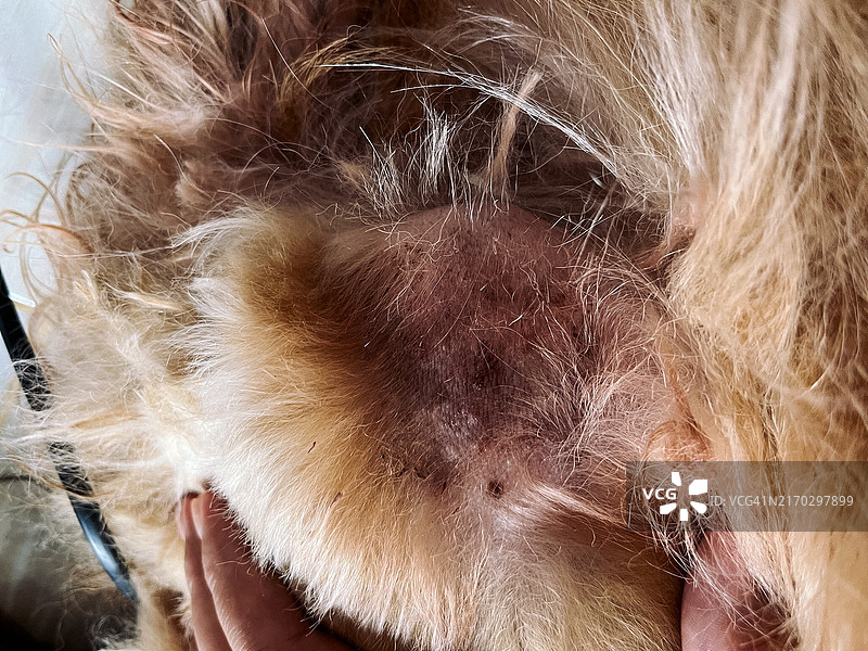 狗皮肤特写图片素材