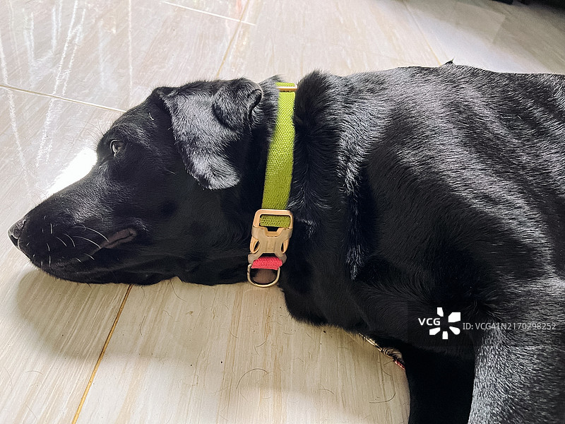 黑色拉布拉多猎犬在地板上休息特写图片素材