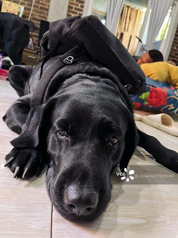 黑色拉布拉多猎犬在地板上休息特写图片素材