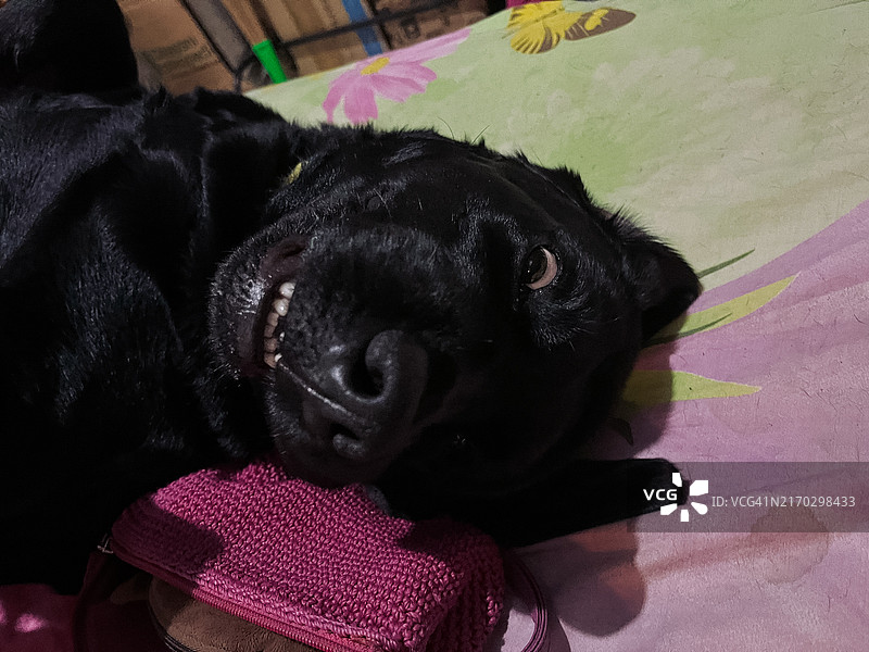 在家享受简单的快乐。躺在沙发上抚摸狗图片素材