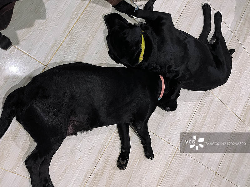 躺在地板上的黑色拉布拉多猎犬双胞胎图片素材
