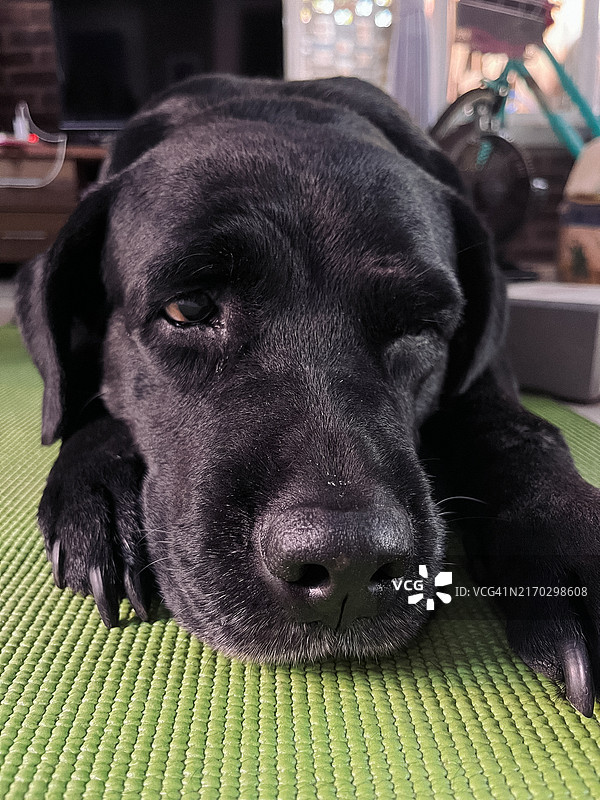 黑色拉布拉多猎犬在地板上休息特写图片素材
