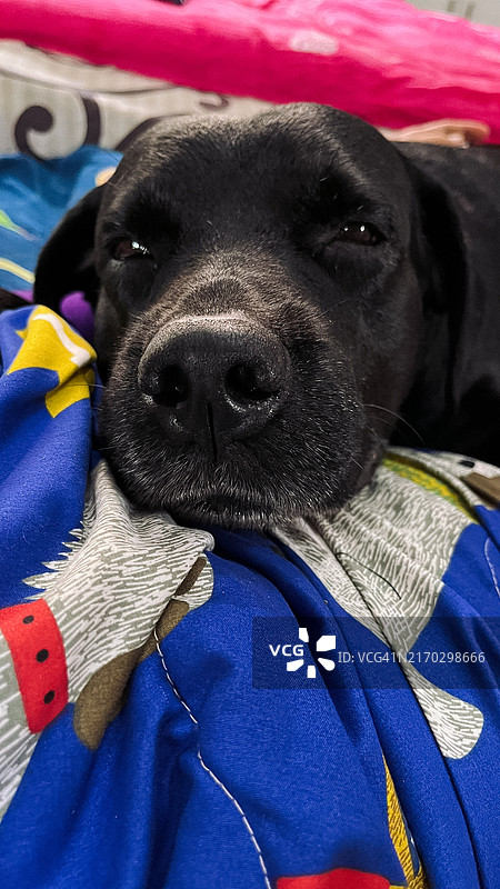 有趣的狗图片素材