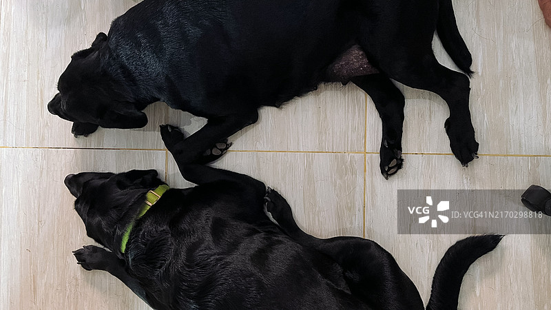 躺在地板上的黑色拉布拉多猎犬双胞胎图片素材