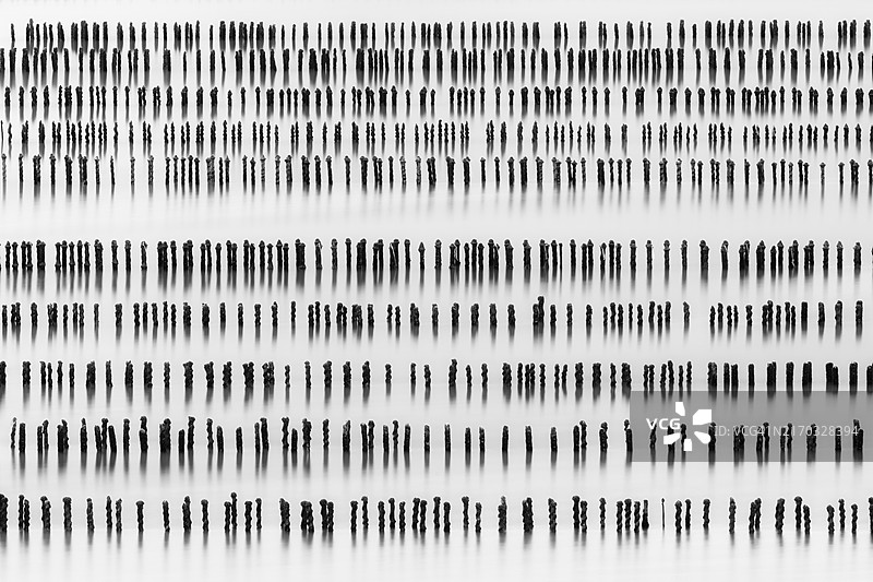 法国布列塔尼的贻贝养殖场图片素材