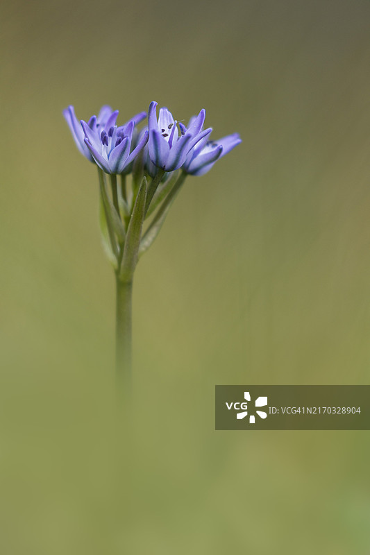 法国布列塔尼盛开的二叶海葱图片素材