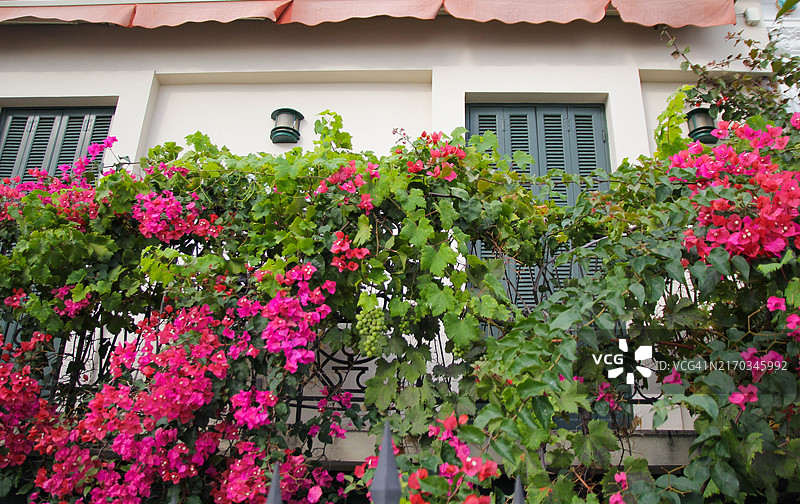 法国尼斯三角梅图片素材