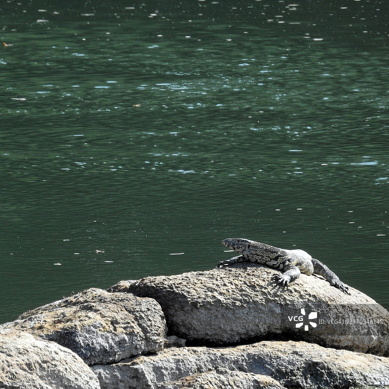 在河石上晒太阳的巨蜥图片素材