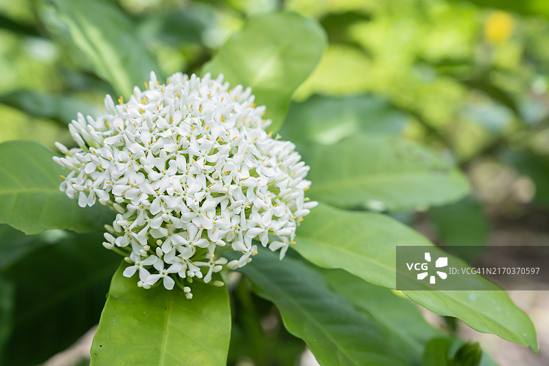 白色龙船花在绿色树丛自然背景上图片素材