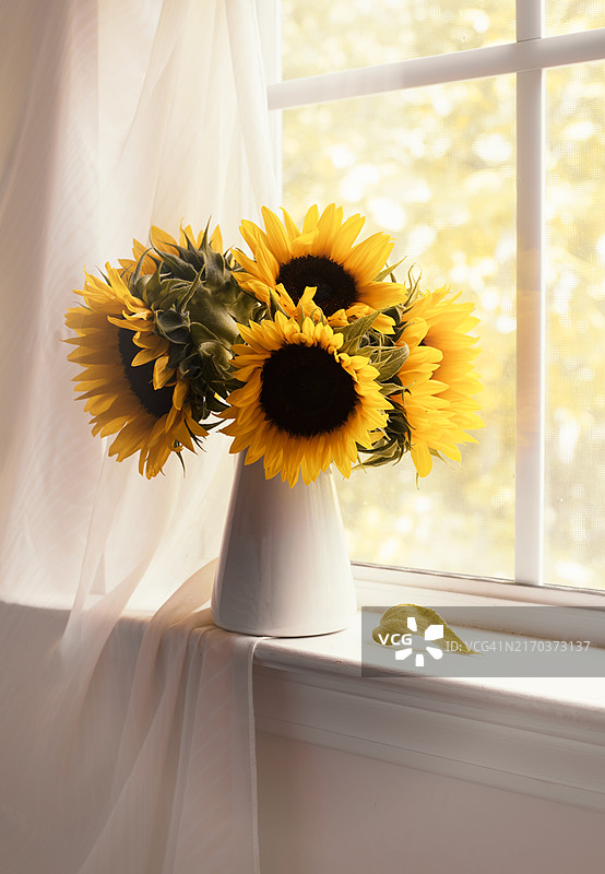 窗台上的向日葵图片素材
