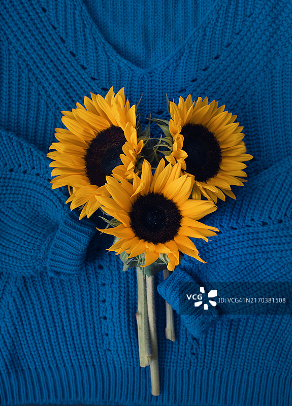 蓝色毛衣和向日葵图片素材