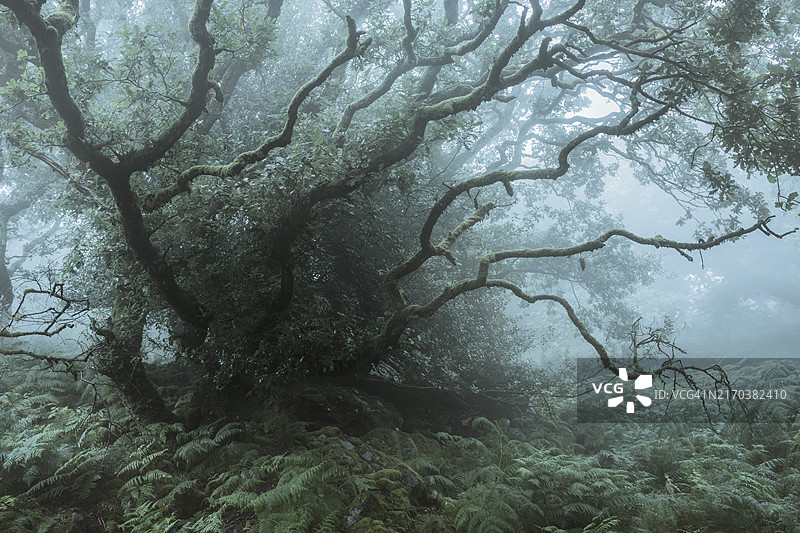 雾中的神秘林地，位于德文郡达特穆尔的一个小树林里图片素材
