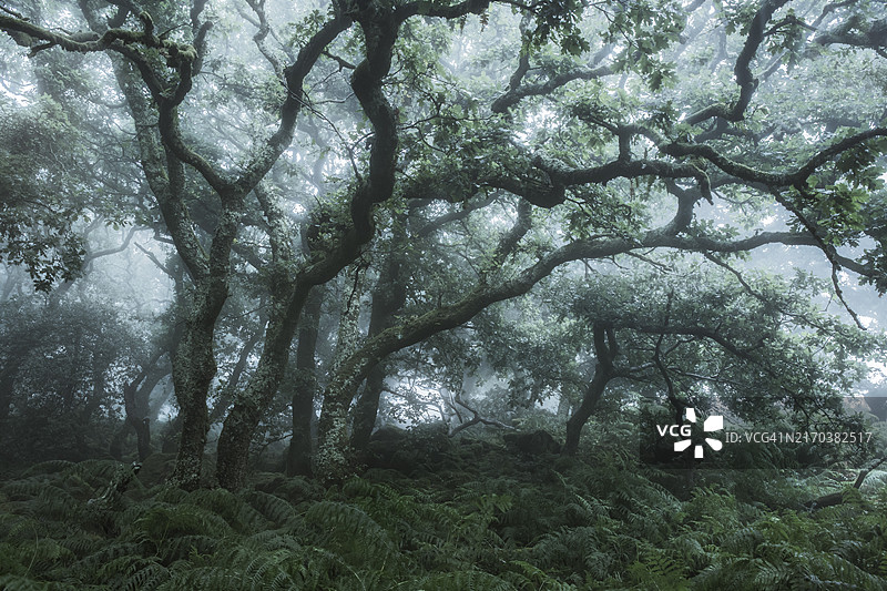 雾中的神秘林地，位于德文郡达特穆尔的一个小树林里图片素材