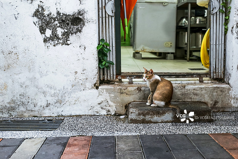 家养虎斑猫在厨房后门图片素材