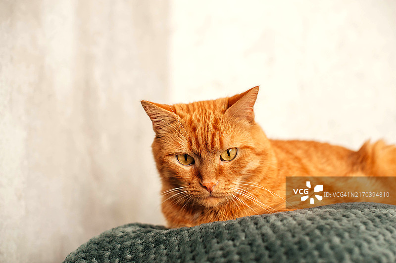 红猫躺在沙发上，蓬松的家猫，红猫在家休息图片素材