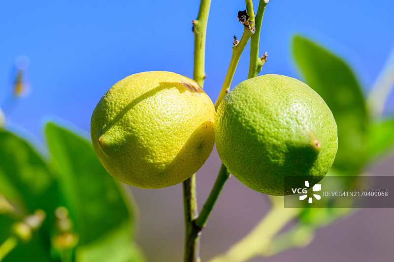 阳光明媚的日子里，柠檬树上挂着两个柠檬图片素材