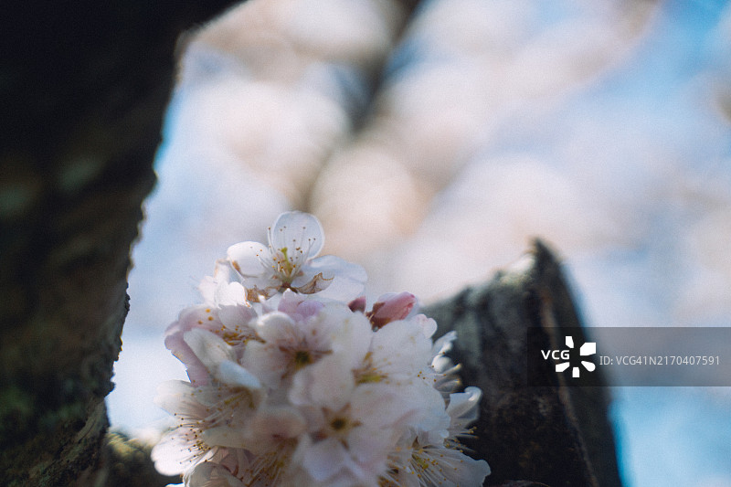 日本春天盛开的鲜艳粉色樱花特写图片素材