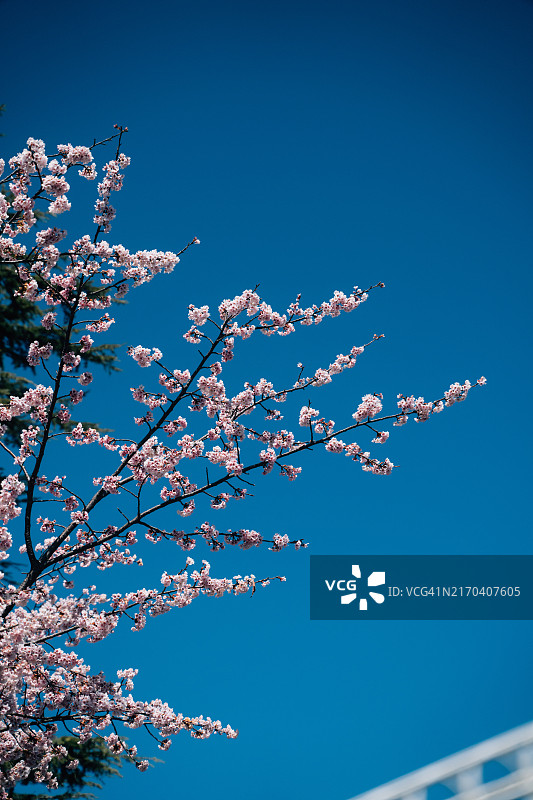 蓝天下，樱花盛开，粉色花朵环绕道路如同隧道，充满春天气息图片素材