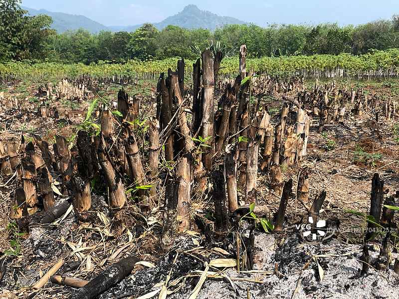 烧毁的树木图片素材