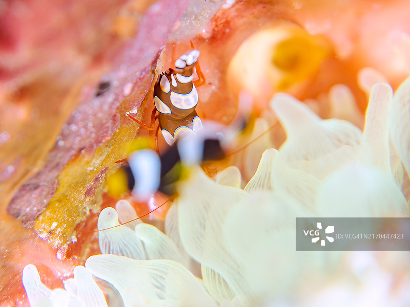 一只美丽的半透明性感虾，鼓虾(Thor amboinensis)。日本静冈县伊豆半岛南伊豆町中木平滨海滩 - 2024年8月图片素材