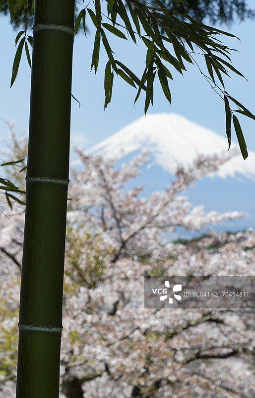 透过竹林看富士山与樱花图片素材